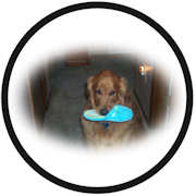 © CHEVELLECD All Rights Reserved